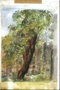 The Catalpa Tree, Lower end of Grove Lane