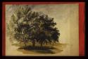 Brockley - Study of Trees