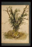 Oak Tree Study, Ravensbourne