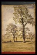 Brockley Fields, Study of Elm Trees