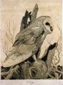 The Sentinel (Barn Owl)
