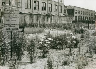 Rouel Road, 1951