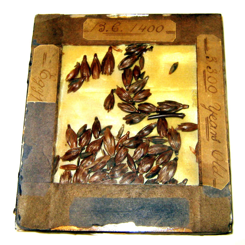 Plant