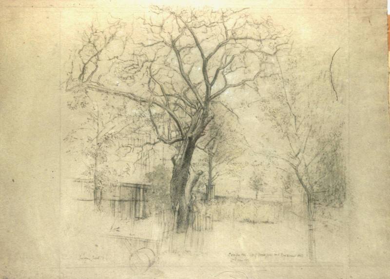 Catalpa Tree, Dog Kennel Hill