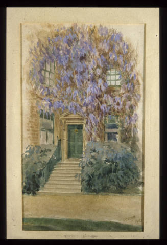 Wisteria "Warigul", Dulwich Village