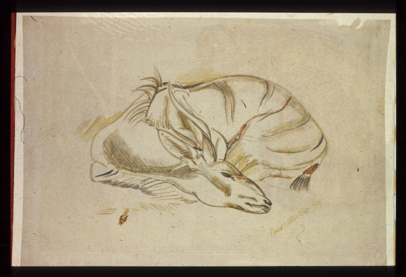 Sleeping Antelope