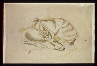 Sleeping Antelope