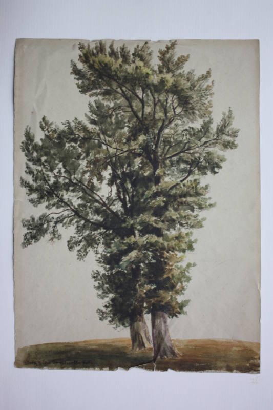 Elm Trees at Brockley