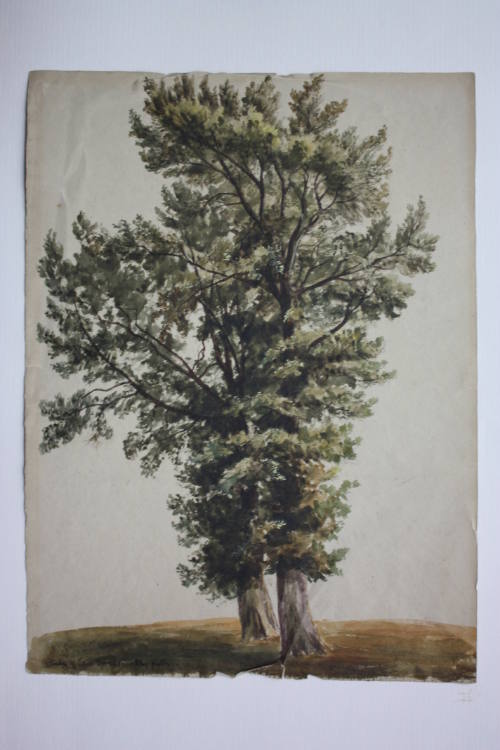 Elm Trees at Brockley
