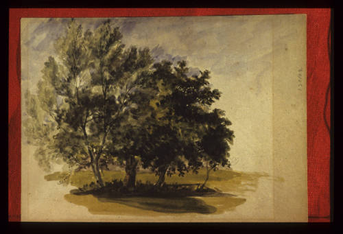 Brockley - Study of Trees