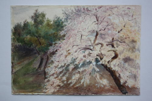 Almond Tree in Flower