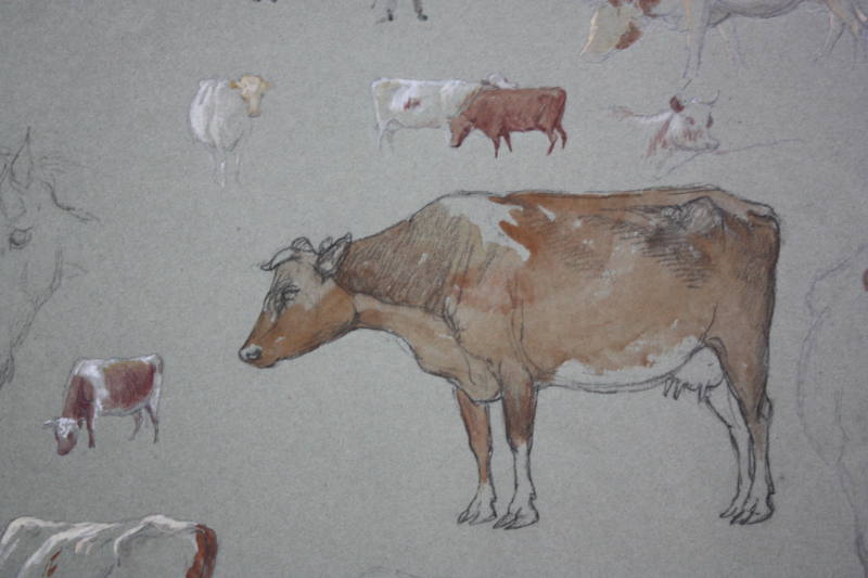 Studies of Cows