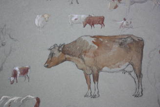 Studies of Cows