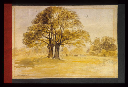 Brockley Fields, Oaks in Spring, Livestock