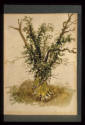 Oak Tree Study, Ravensbourne