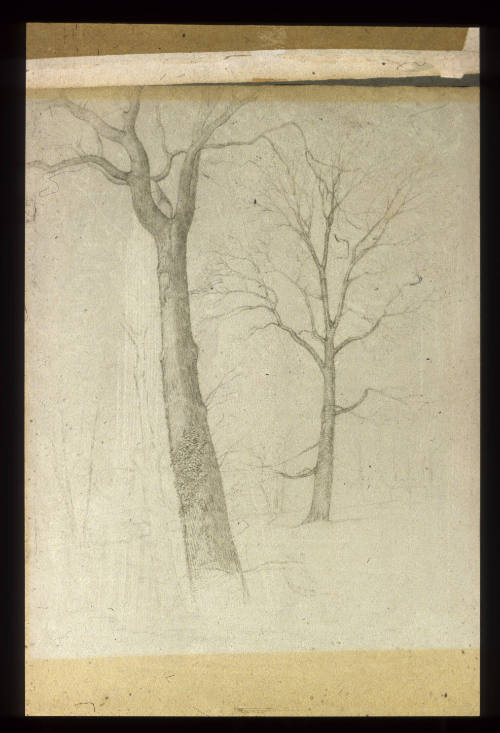Study of Trees