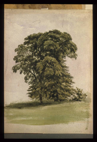 Peckham Elm Tree