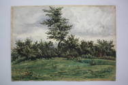 Peckham Fields, Study of an Old Hedge