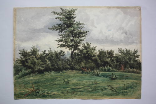 Peckham Fields, Study of an Old Hedge
