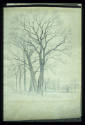 Camberwell , Study of Trees