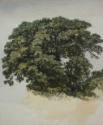 Top of an Oak-tree