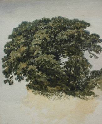 Top of an Oak-tree