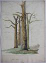 Study of Trees (unfinished)