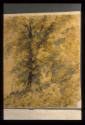Camberwell, Trees in Autumn