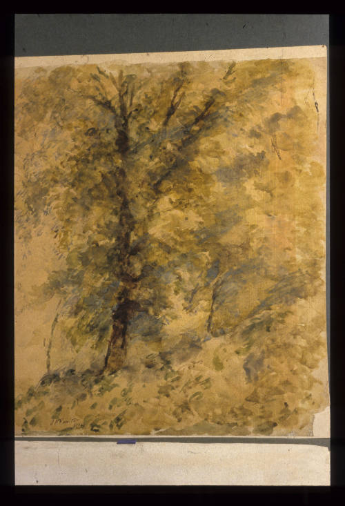 Camberwell, Trees in Autumn