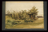 Peckham, Study  of Hedge and Woods