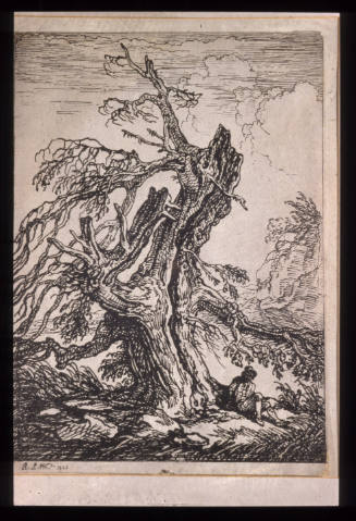 Study of Old Tree