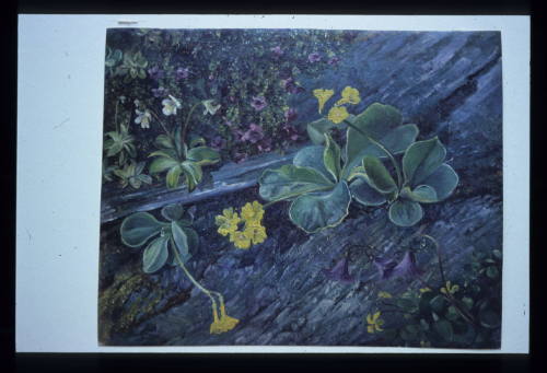 Wild Flowers from Monte Ceneroso