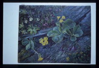 Wild Flowers from Monte Ceneroso