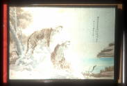 Tigers Hankow Gift