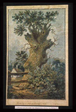 Stump of an Oak on Champion Hill