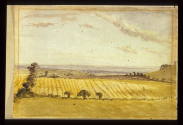 Cornfields from Nunhead Green