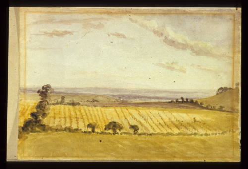 Cornfields from Nunhead Green