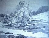 Silver Birches on Heath