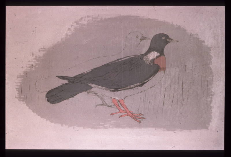 Wood Pigeons