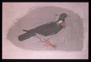 Wood Pigeons