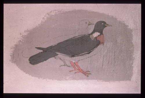 Wood Pigeons