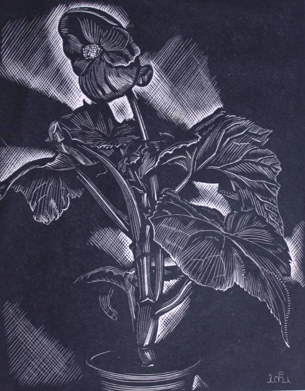 Begonia