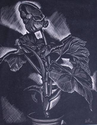 Begonia