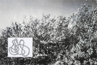 Show & Tell: Untitled tree against sky
