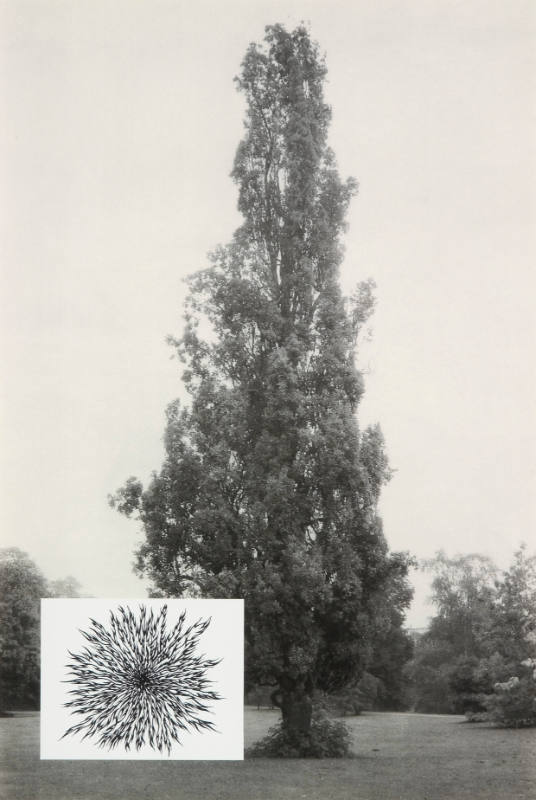 Show & Tell: Untitled (lombardy poplar)