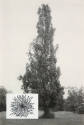 Show & Tell: Untitled (lombardy poplar)