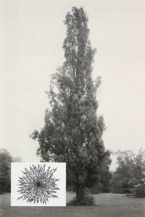 Show & Tell: Untitled (lombardy poplar)