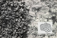 Show & Tell: Untitled (bees)