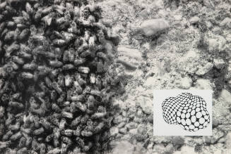 Show & Tell: Untitled (bees)