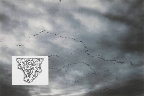 Show & Tell: Untitled (geese in flight)
